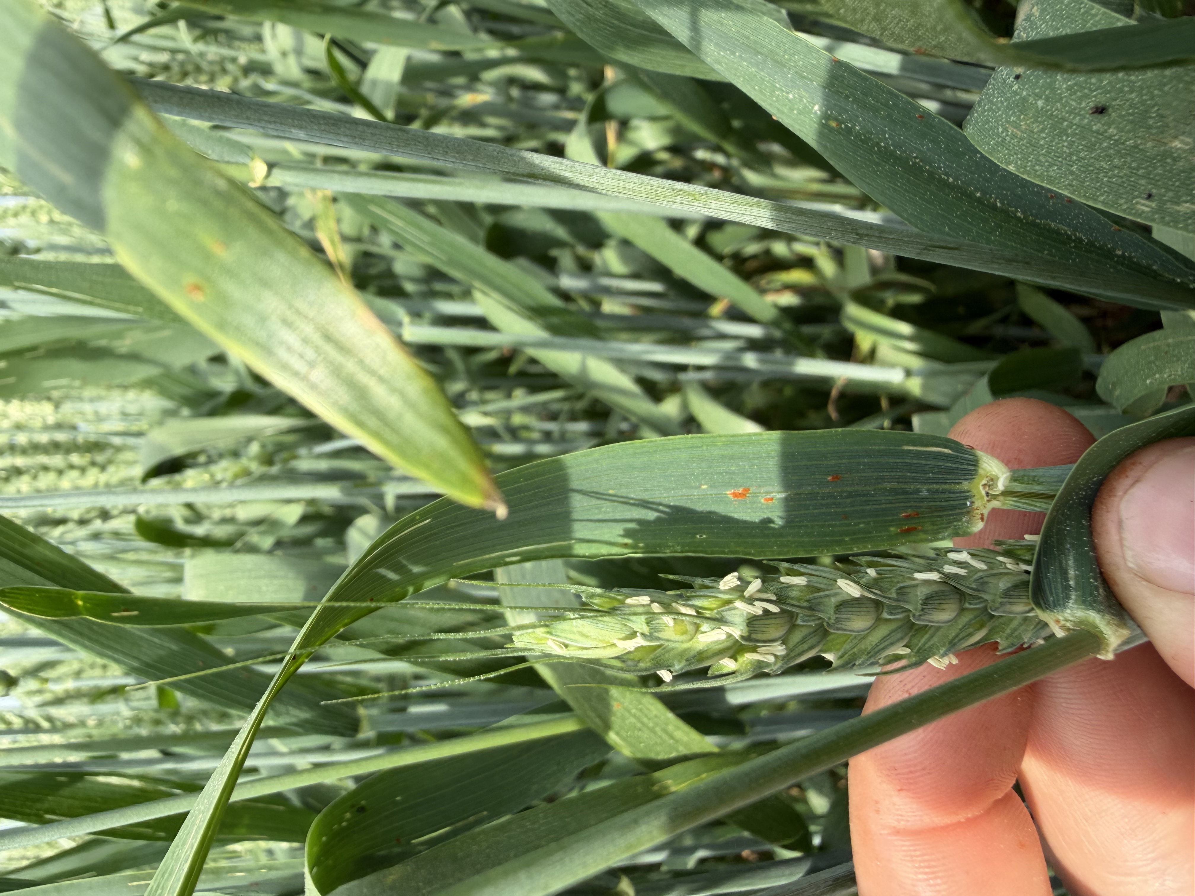 A photo of a hand pinching the head of a wheat plant